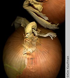 food photo detail of onions by food photographer kim kauffman