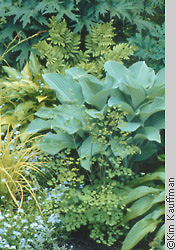 horticultural photograph of shade garden featuring hostas thalictrum carex ligularia and myosotis by garden photographer kim kauffman