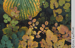 Horticulture photograph of fall leaf colors featuring hosta thalictrum and dicentra by garden photographer kim kauffman