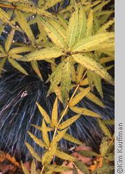 detail photograph of a fall garden by garden photographer kim kauffman